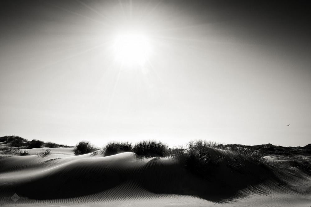 Dunes #11