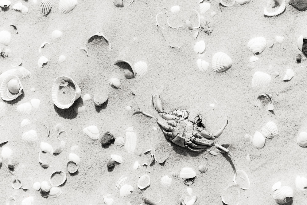 Shells and a Crab