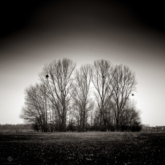 Bare Trees