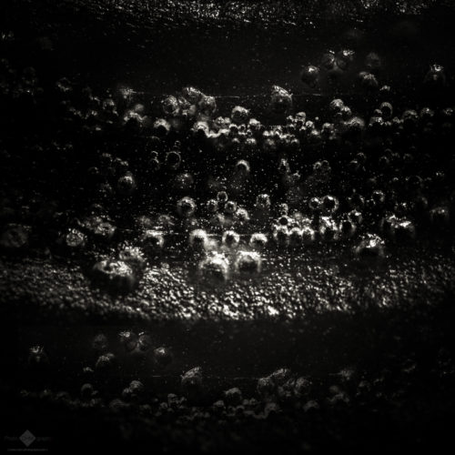 Barnacles