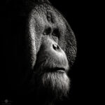 Orang-utan