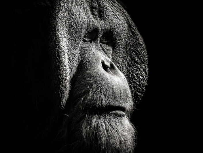 Orang-utan