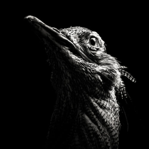 Kori Bustard