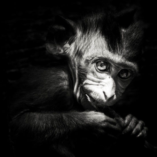 Crab-Eating Macaque