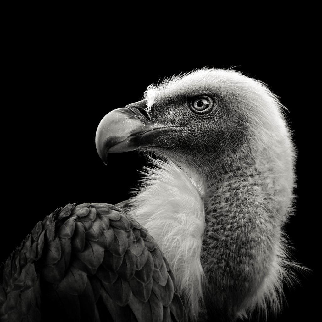 Eurasian Griffon