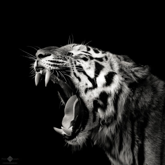 Primal Yawn #4