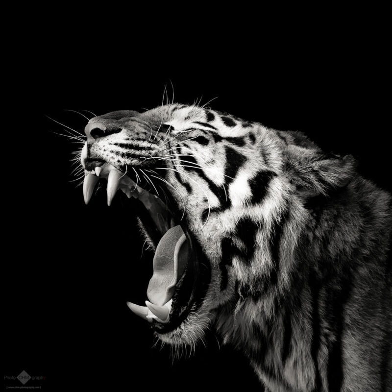 Primal Yawn #4