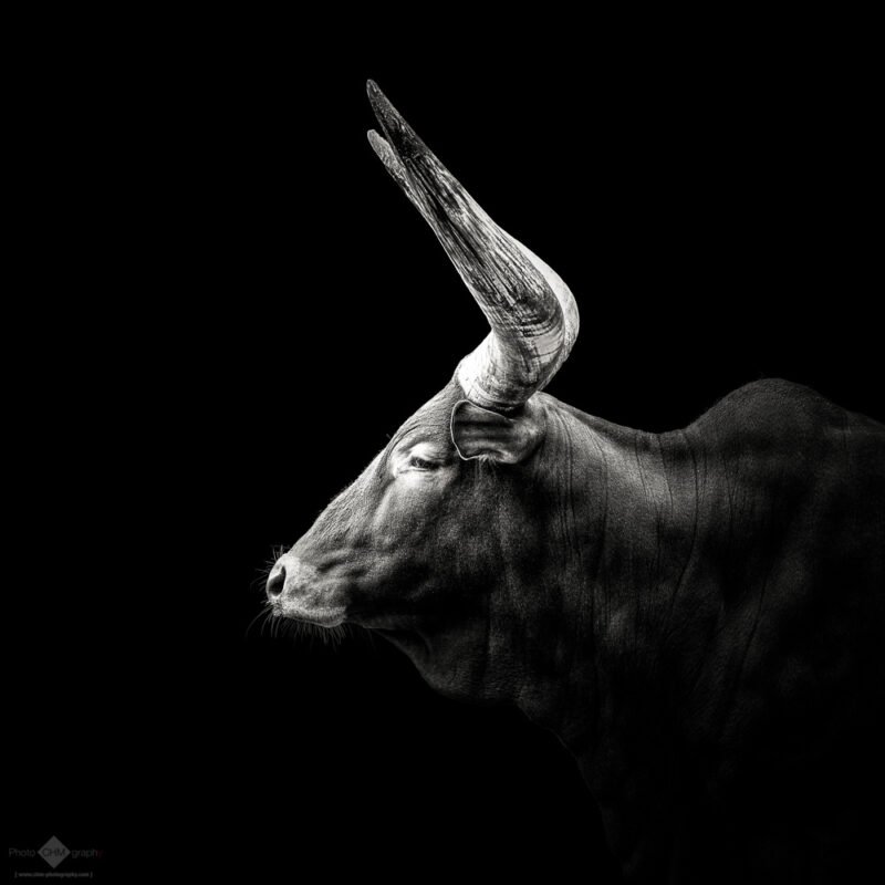 Watusi