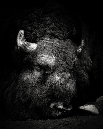European Bison