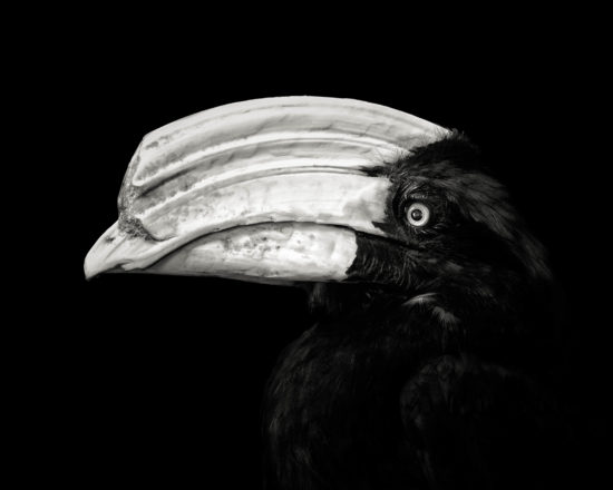Black Hornbill