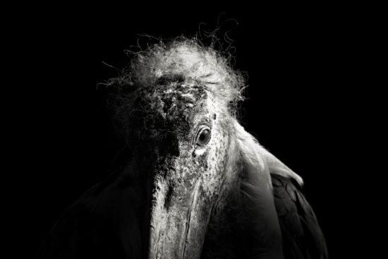 Marabou