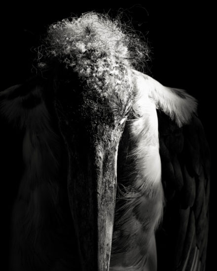 The Penitent