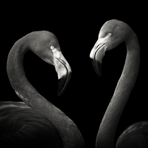 Flamingos