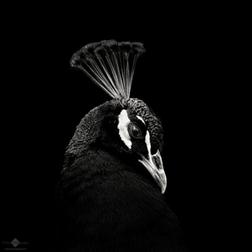 Peacock #3