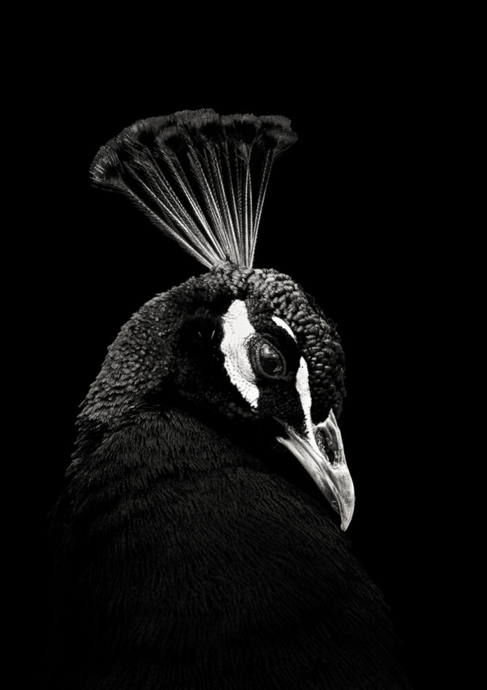 Peacock #3
