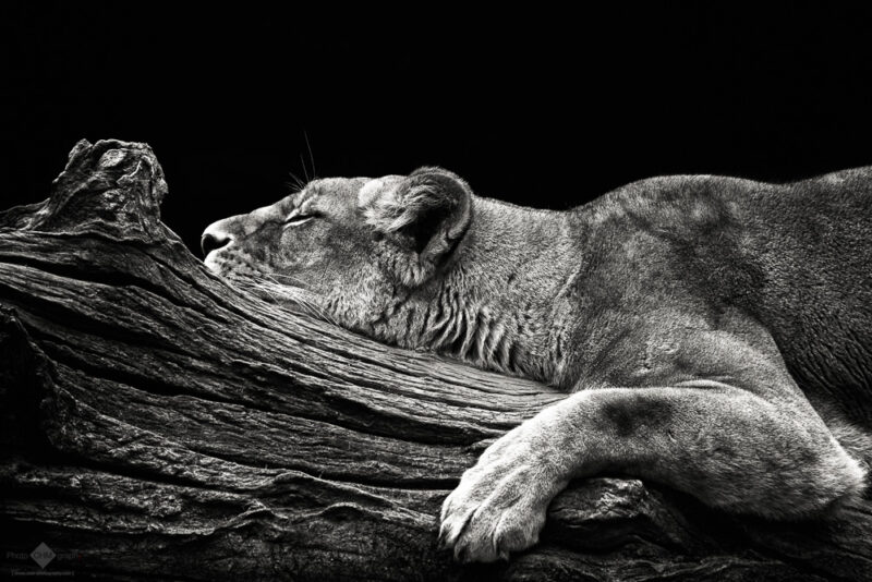 Sleeping Lioness