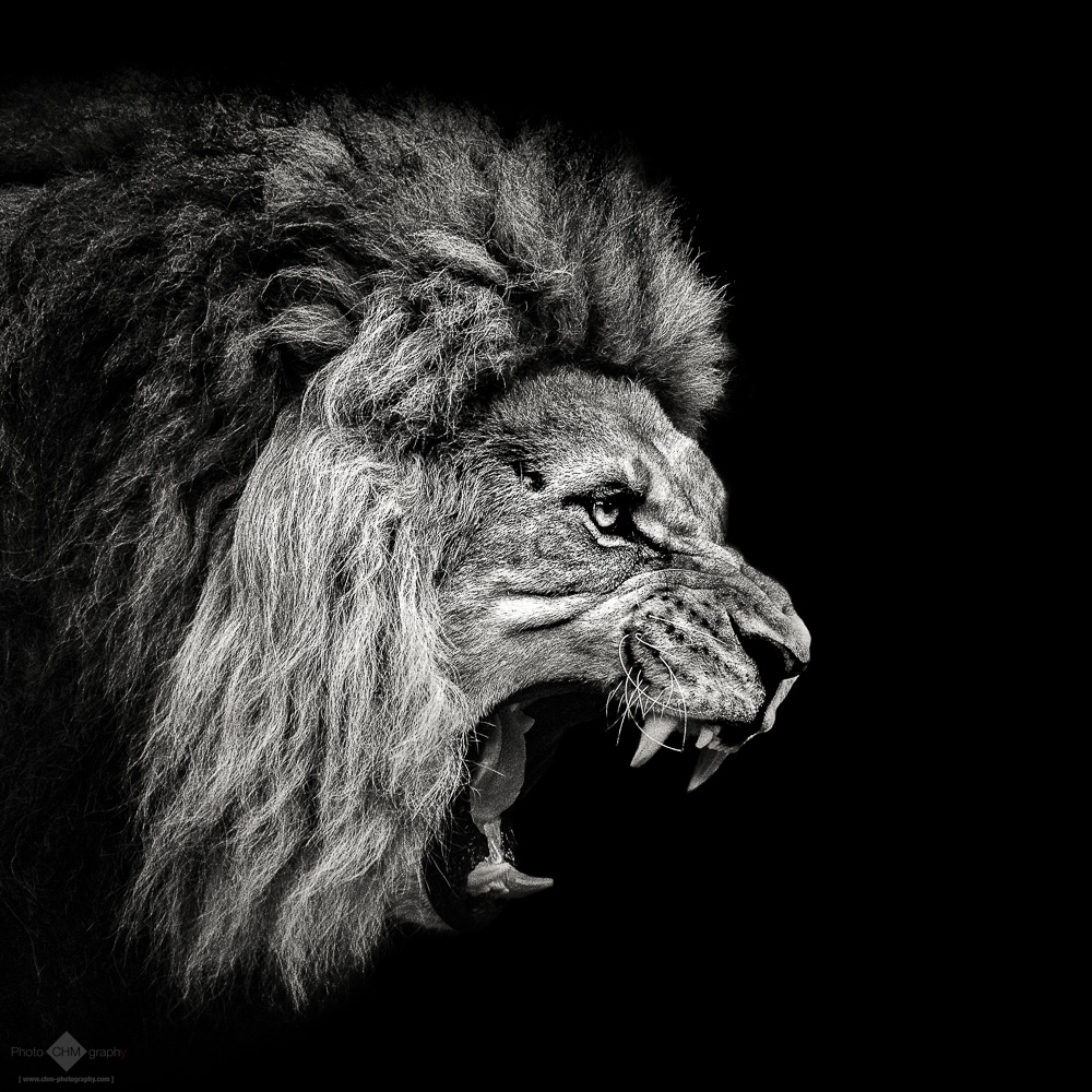 Roaring Lion #2