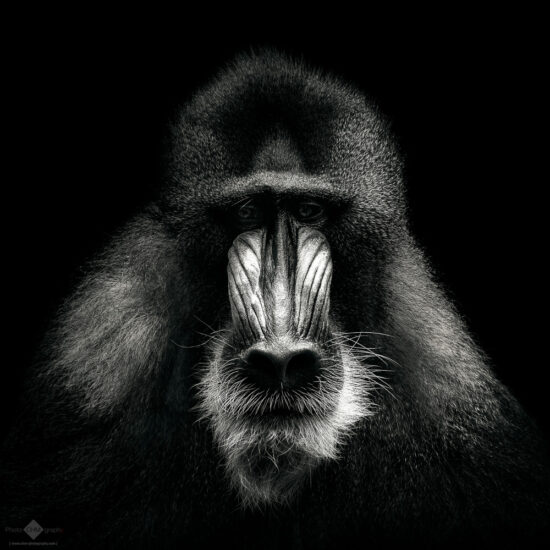 Mandrill