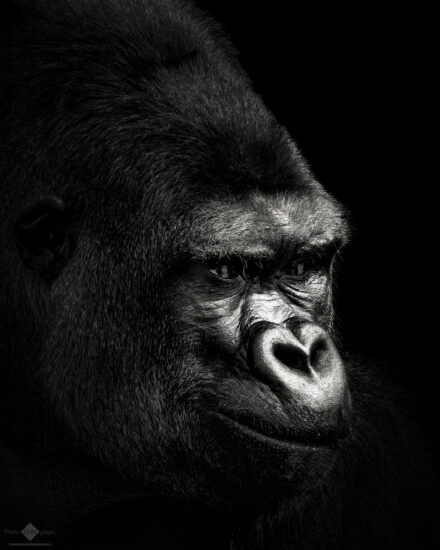 Gorilla