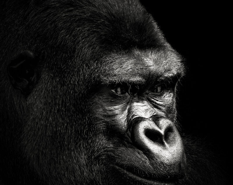 Gorilla
