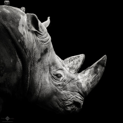 Rhino