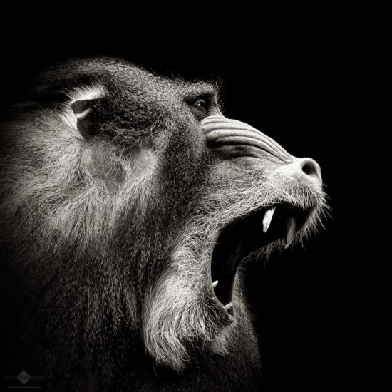 Mandrill