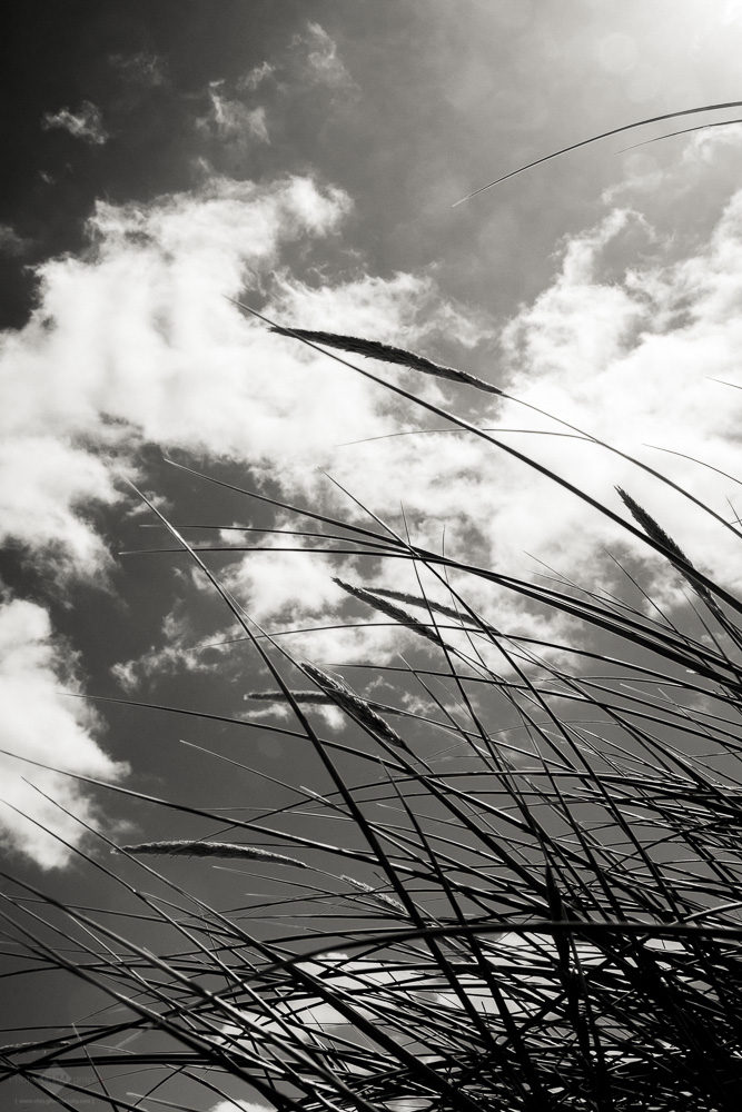 Beach Grasss
