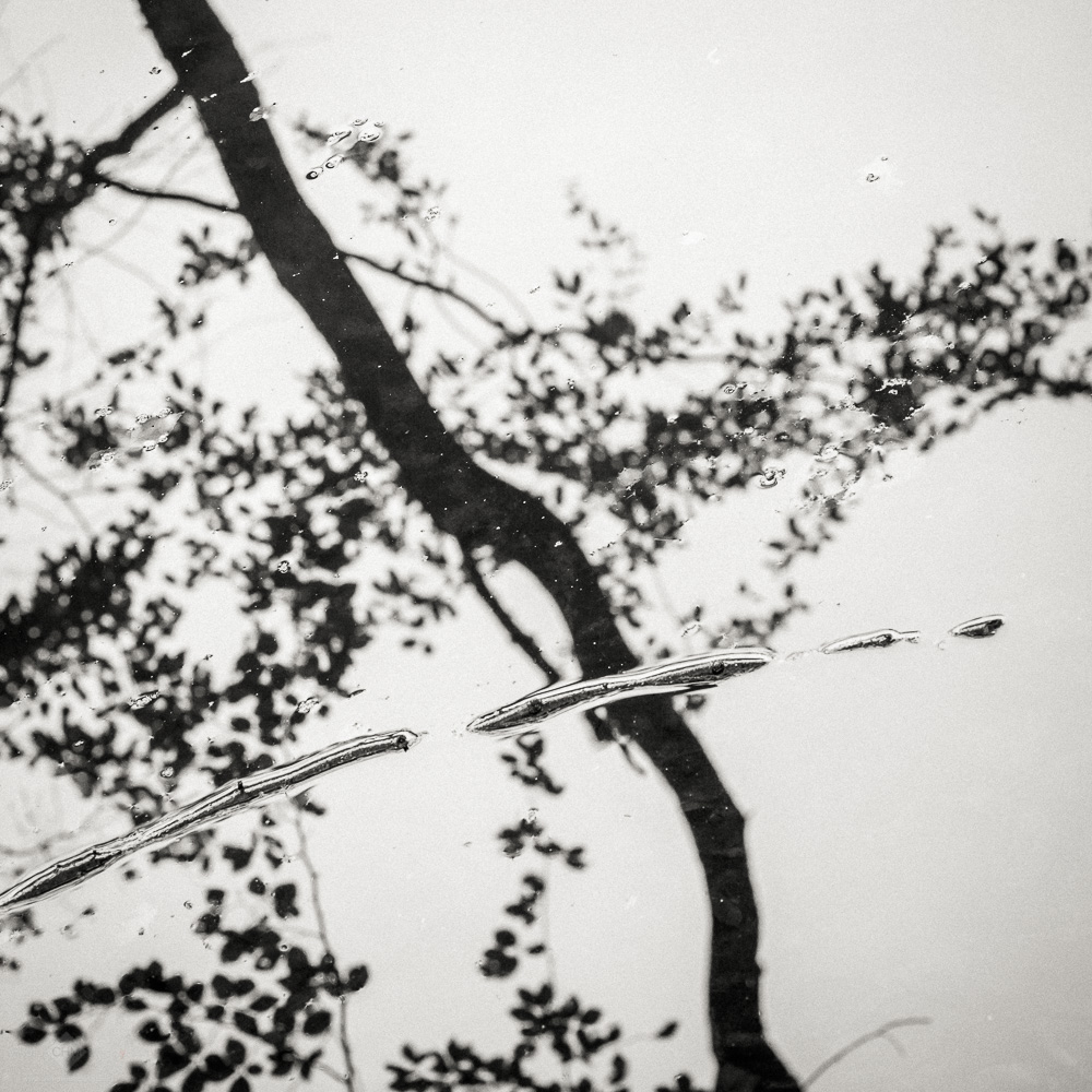 Branches in the Water