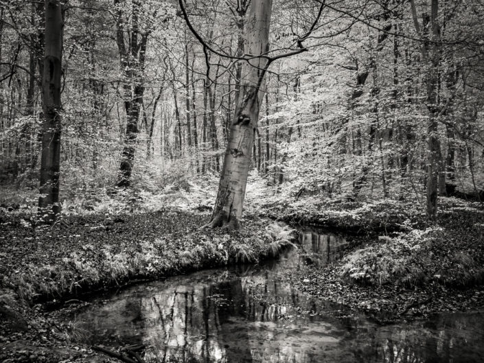 Brook in the Forest
