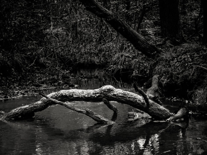 Brook in the Wood