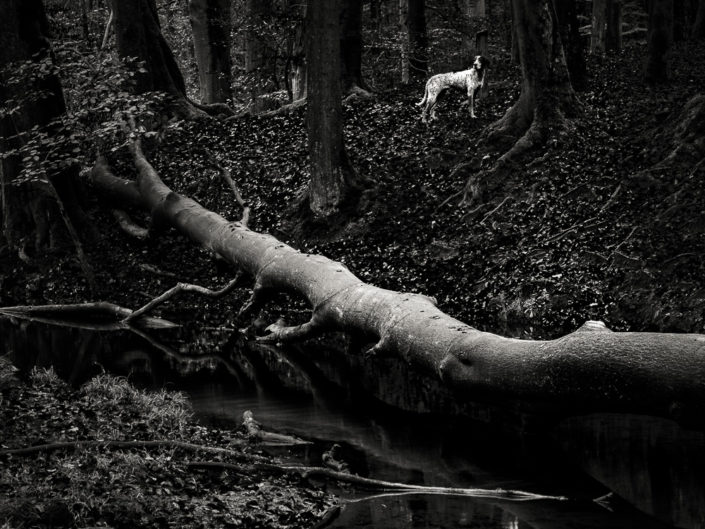 Dog in the Wood
