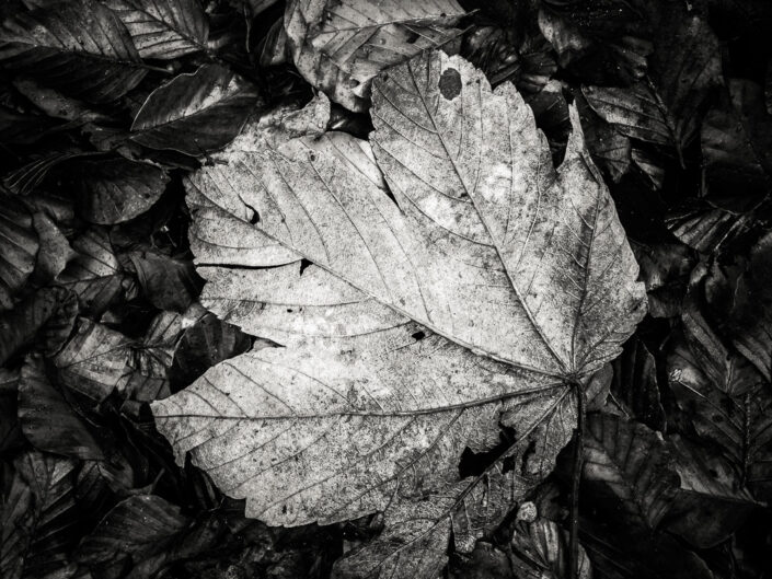 Fallen Leaf
