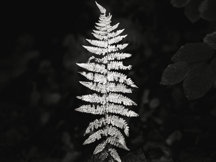 Upright Fern