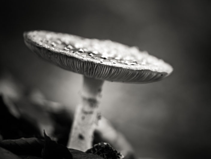 Fly Agaric