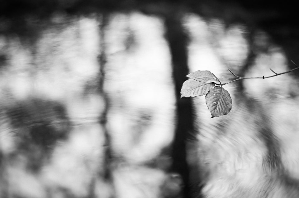 Leaf Above the Water