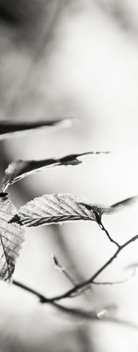 Silent Conversation in the Wood
