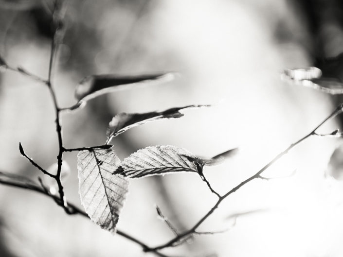 Sunlit Autumn Leaves