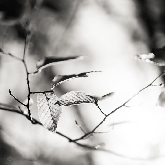 Sunlit Autumn Leaves