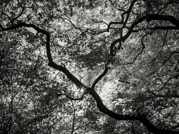 Treetops from Below
