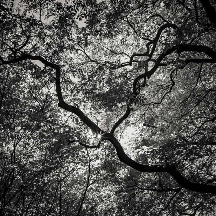 Treetops from Below