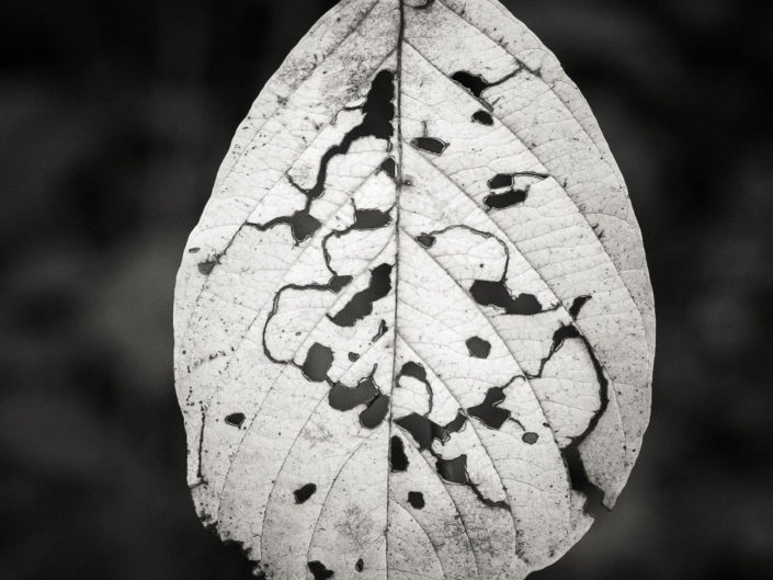 Tattered Leaf