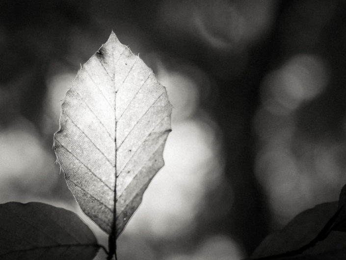 Autumn Leaf