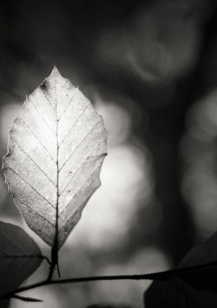 Autumn Leaf