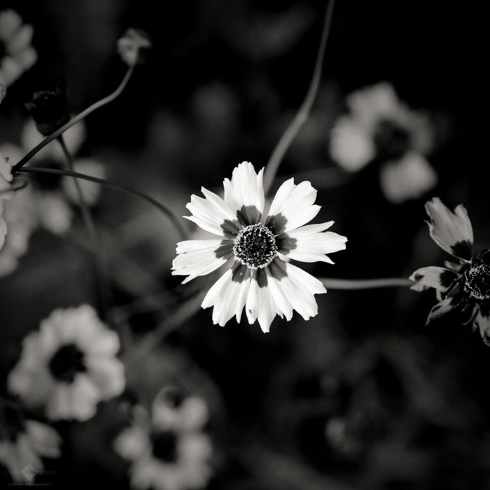 Memories of Summer
