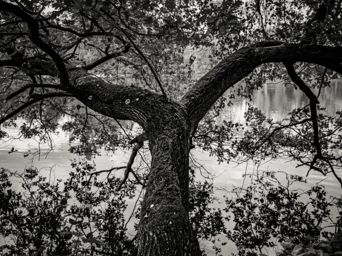 Tree ny the Lake