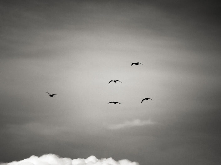Five Seagulls