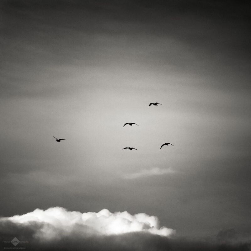 Five Seagulls