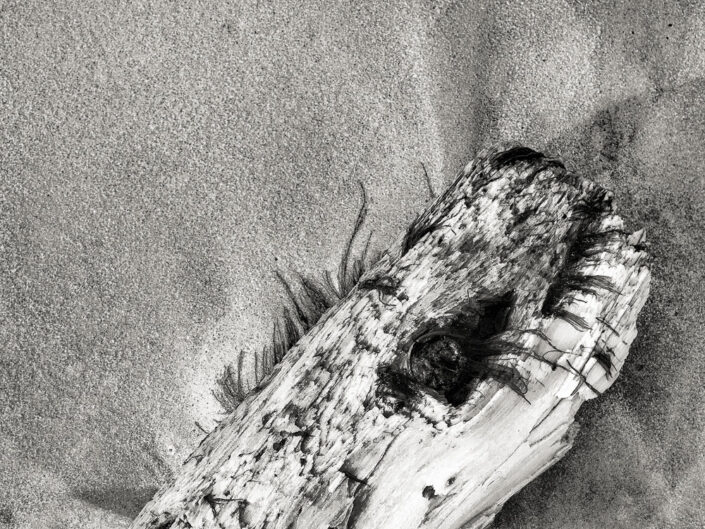 Old Log