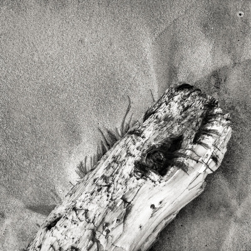 Old Log