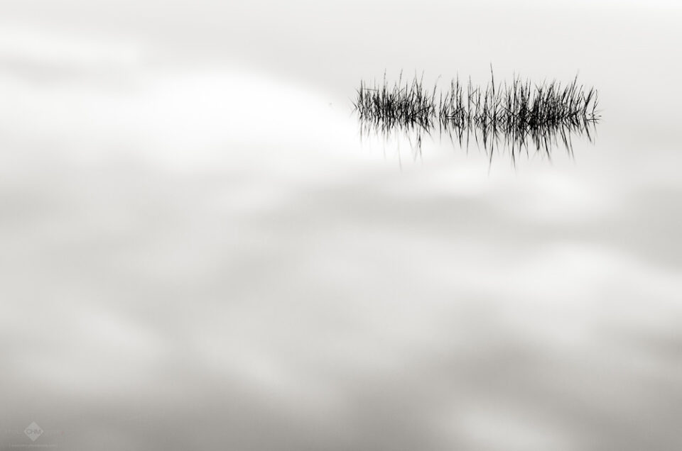 Seagrass #2